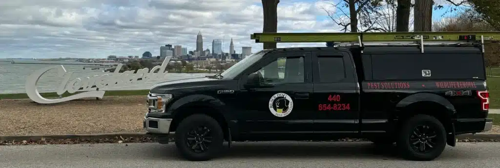 Pest Control