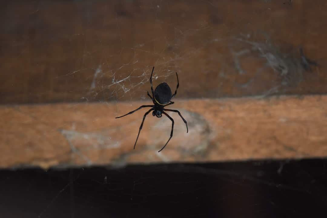 Resources 2 black widow exterminator near me