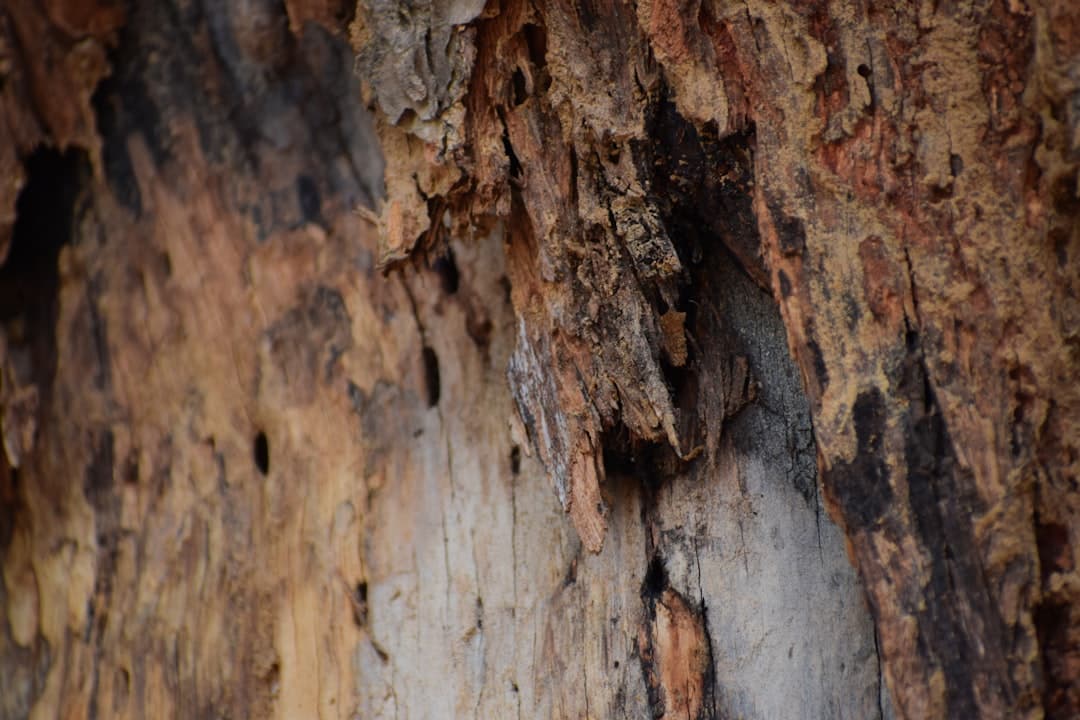 Resources 3 how to get rid of carpenter ants in a tree
